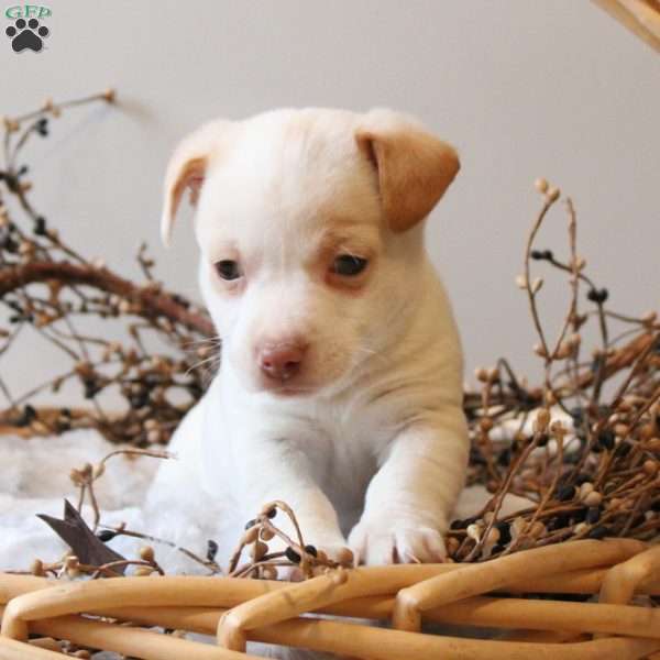 Legend, Jack Russell Terrier Puppy