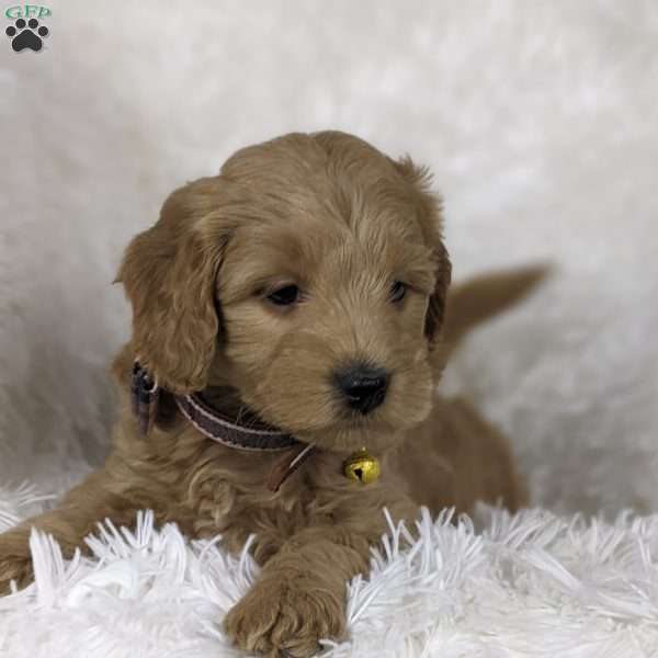 Legend, Mini Goldendoodle Puppy