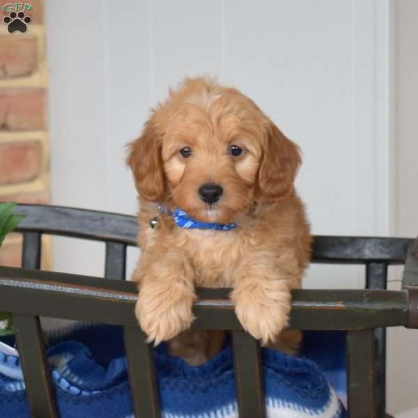 Lego, Mini Goldendoodle Puppy