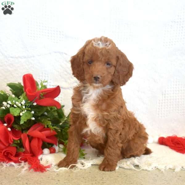 Lego, Miniature Poodle Puppy