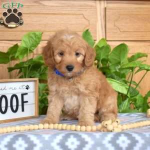 Lego, Mini Goldendoodle Puppy