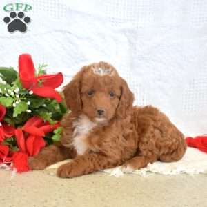 Lego, Miniature Poodle Puppy