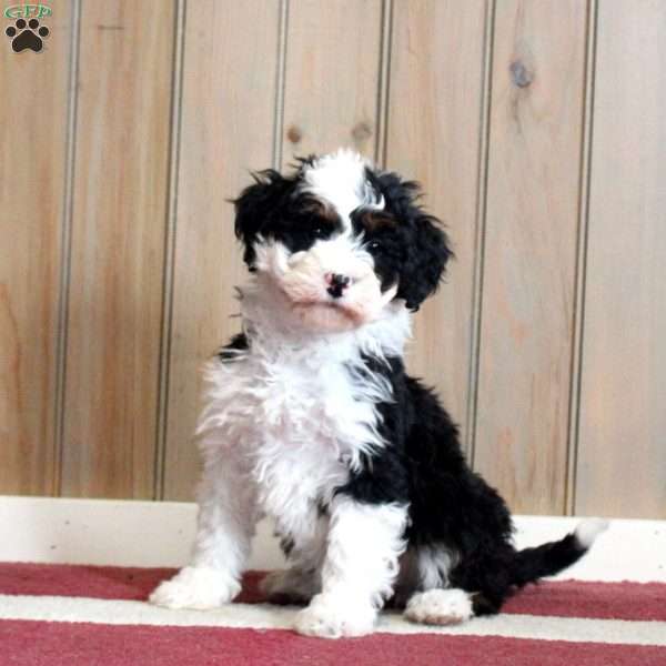 Leisha, Mini Bernedoodle Puppy