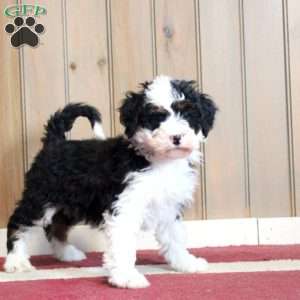 Leisha, Mini Bernedoodle Puppy