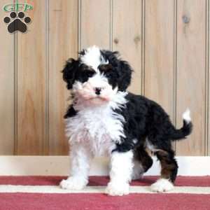 Leisha, Mini Bernedoodle Puppy