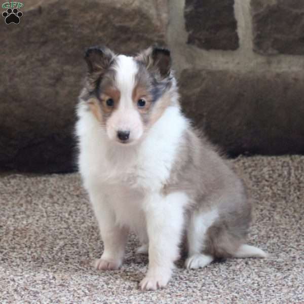 Lena, Sheltie Puppy