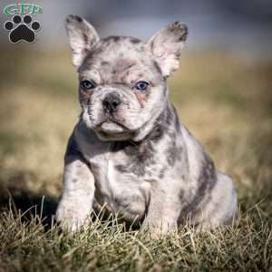 Lenny, Frenchton Puppy