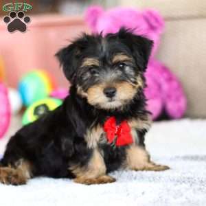 Leo, Yorkie-Chon Puppy