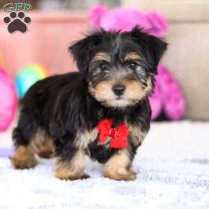 Leo, Yorkie-Chon Puppy