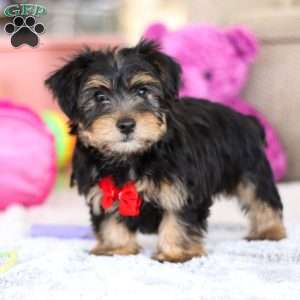 Leo, Yorkie-Chon Puppy