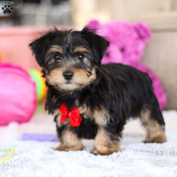 Leo, Yorkie-Chon Puppy