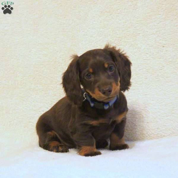 Leo, Dachshund Puppy