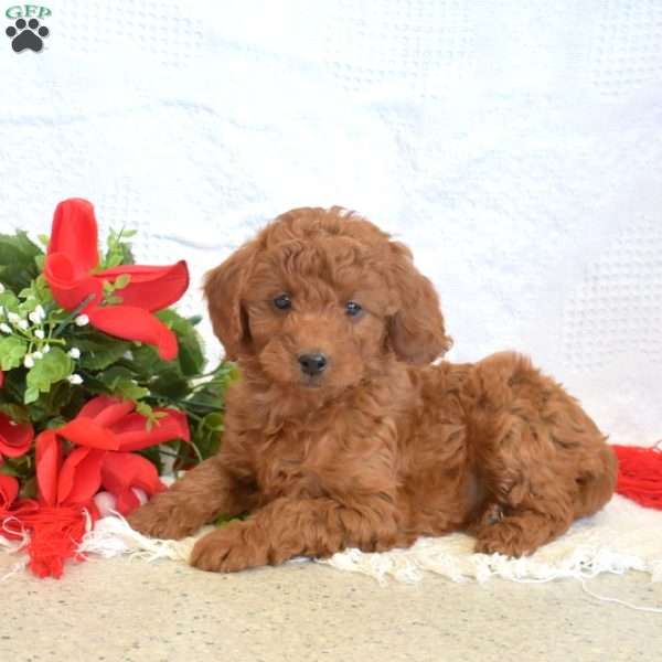 Leo, Miniature Poodle Puppy