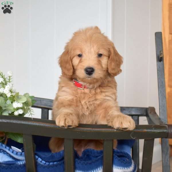 Leo, Mini Goldendoodle Puppy