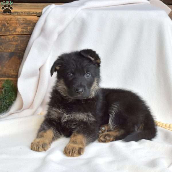 Leo, German Shepherd Puppy