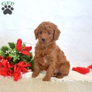 Leo, Miniature Poodle Puppy