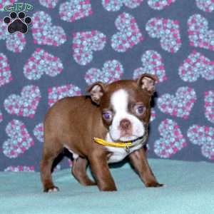 Leo, Boston Terrier Puppy