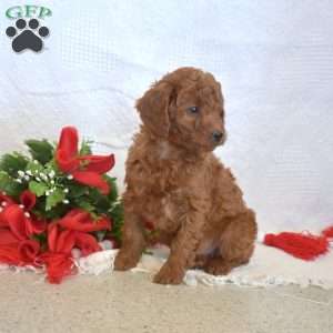 Leo, Miniature Poodle Puppy