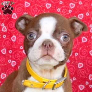 Leo, Boston Terrier Puppy