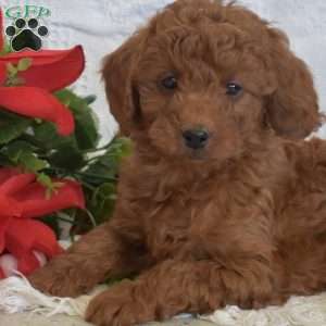 Leo, Miniature Poodle Puppy