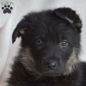 Leo, German Shepherd Puppy