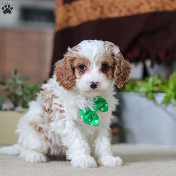 Leo, Cavapoo Puppy