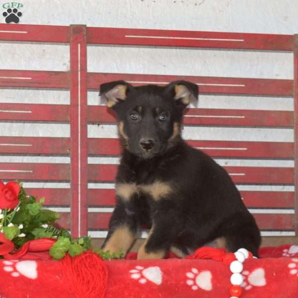 Levi, German Shepherd Puppy