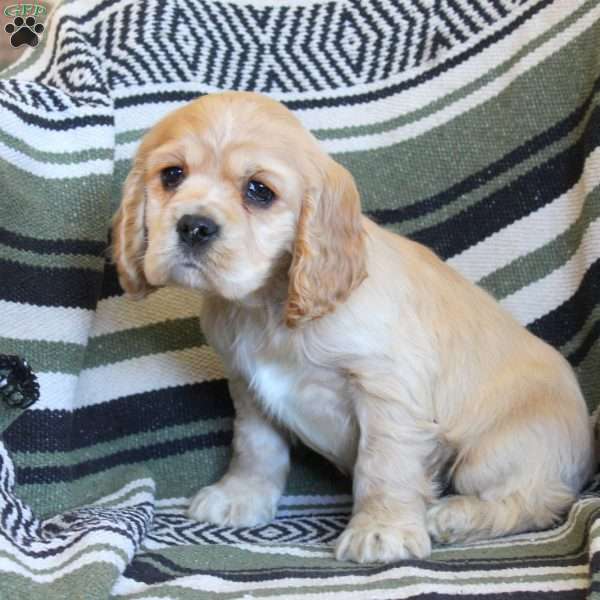 Lewis, Cocker Spaniel Puppy