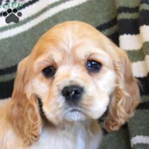 Lewis, Cocker Spaniel Puppy