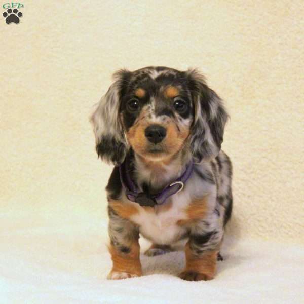 Lexi, Dachshund Puppy