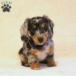 Lexi, Dachshund Puppy