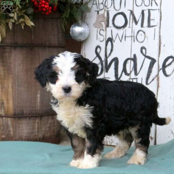 Liam, Bernedoodle Puppy