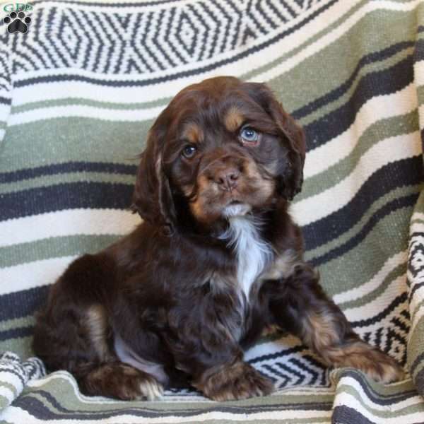 Liam, Cocker Spaniel Puppy