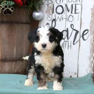 Liam, Bernedoodle Puppy