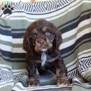 Liam, Cocker Spaniel Puppy