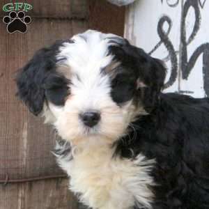 Liam, Bernedoodle Puppy