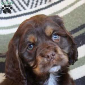 Liam, Cocker Spaniel Puppy