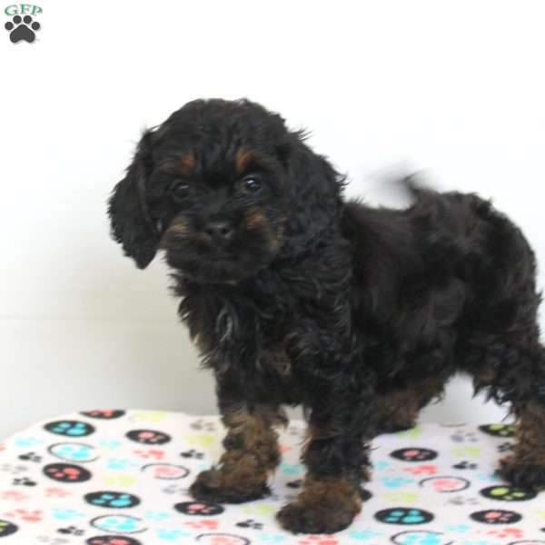 Lias, Cockapoo Puppy