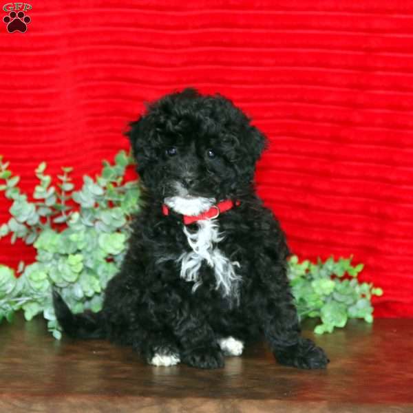 Libby, Shih-Poo Puppy