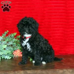 Libby, Shih-Poo Puppy