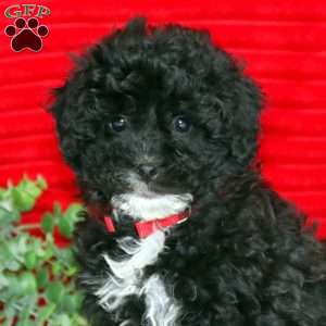 Libby, Shih-Poo Puppy