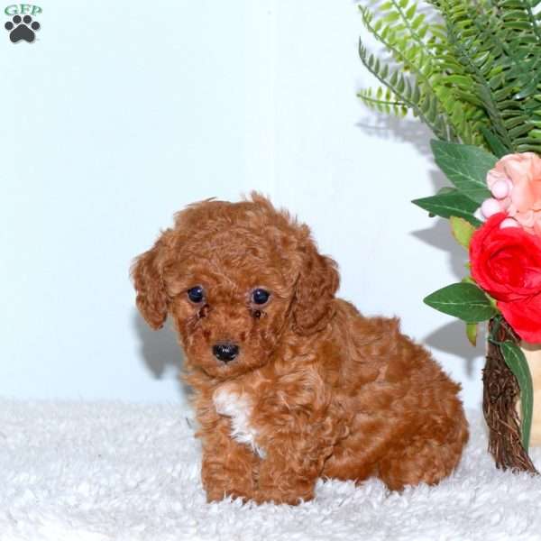 Lila, Toy Poodle Puppy