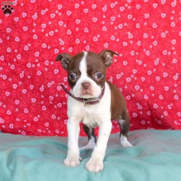 Lila, Boston Terrier Puppy