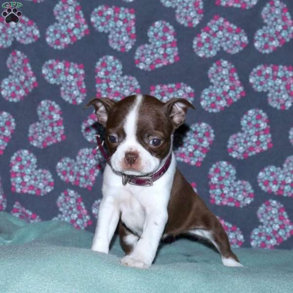 Lila, Boston Terrier Puppy