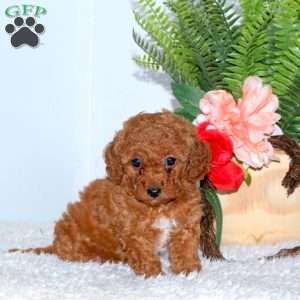 Lila, Toy Poodle Puppy