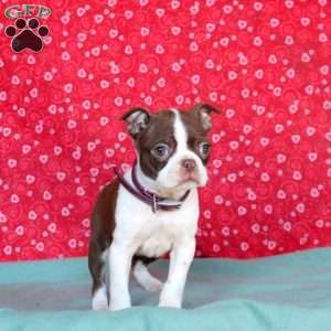 Lila, Boston Terrier Puppy