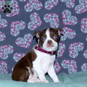 Lila, Boston Terrier Puppy