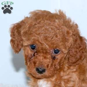 Lila, Toy Poodle Puppy