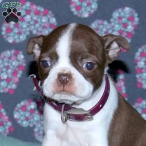 Lila, Boston Terrier Puppy