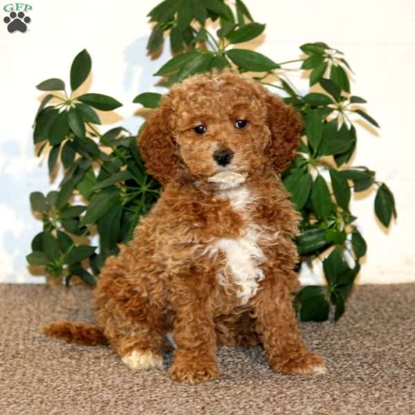 Lill, Mini Goldendoodle Puppy